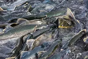 Salmon Spawning Print