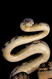Scrub Python Print - Morelia amethistina Species Information