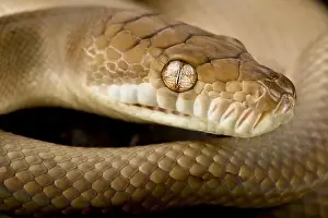 Scrub Python Print - Morelia amethistina Image
