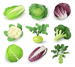 Set of Cabbages Print - Vector Illustration