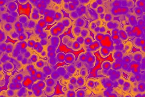 Bacterial Cell Shapes Print - Cocci Bacilli Spirilla