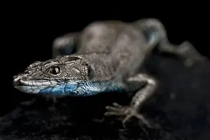 Sharp-snouted rock lizard Print