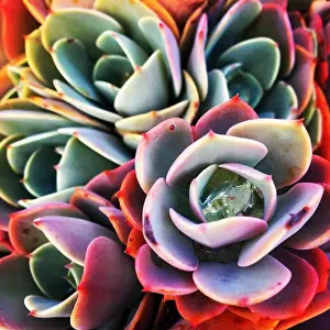 Succulent Plant Print