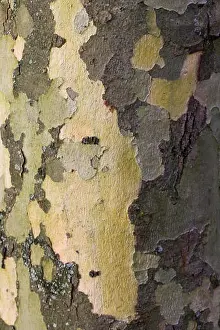 Sycamore Tree Bark Patterns Print
