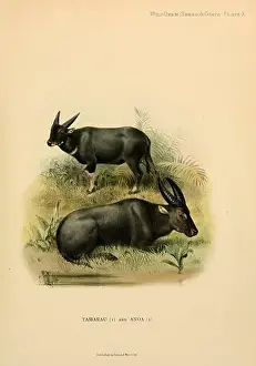 The Tamaraw Print (Bubalus mindorensis)