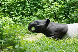 Framed Print : Tapir Print in Forest Landscape
