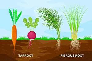 Taproot and Fibrous Root Print Comparison