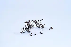 Thistle in the Snow Print
