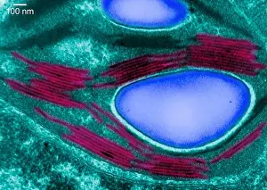 Transmission Electron Micrograph Print of a Chloroplast