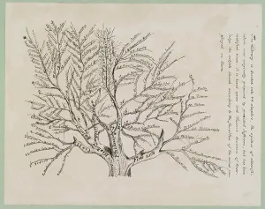 Tree of Library Classifications Print