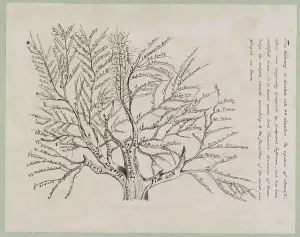 Tree of Library Classifications Print