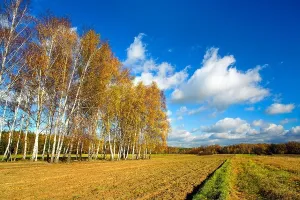 Birches Print on Field