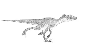 Utahraptor Print - Isolated Dinosaur Image