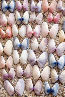 Variable Coquina Shells Print - Florida, USA