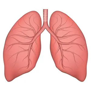 Human Lung Structure Print