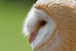 Side view of a barn owl in a horizontal print format