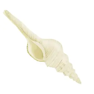 White Conch Shell Print