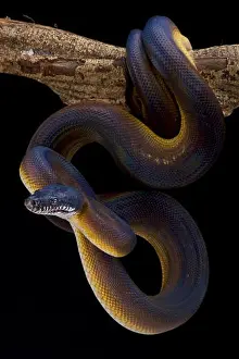 White Lipped Python Print, Bothrochilus albertissi