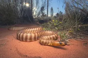 Wild woma python print on sandy substrate with vegetation background