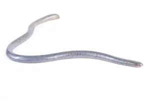 Worm snake Print