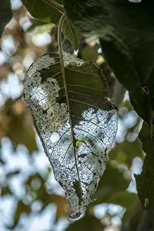 A Worn Green Leaf Print