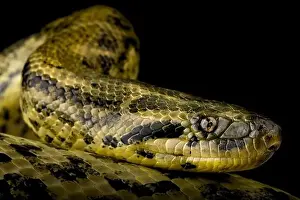 Yellow Anaconda Print - Eunectes notaeus Image