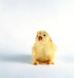 Yellow Chick Front View Print
