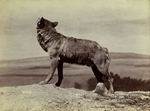 European Wolves Prints: Wolf