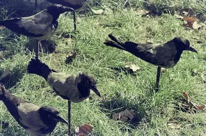 Vintage Animal Photographs Prints: Birds