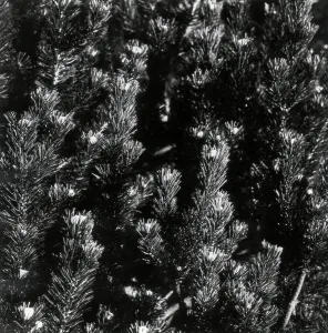 Fir Tree Landscape Prints: Firs