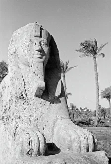 Egyptian Sphinx Prints: The alabaster sphinx of Memphis