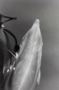 Dolphin in the Mljet Channel