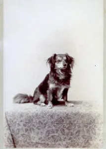 Example of a small dog with a dense coat