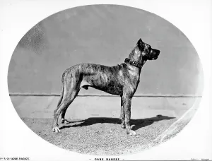 Great Dane Prints: Great Dane