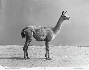 A llama