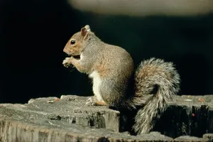 Vertebrate Wildlife Photography Prints: A squirrel on a tree trunk
