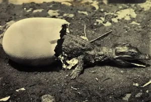 Vertebrate Animals Prints: A tiny crocodile emerges from its shell