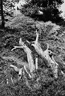 Alpine Vegetation Prints: August, Engadine