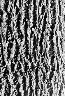 Tropical Tree Species Prints: Bark of tree