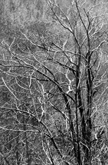 Tree Branches Prints: Branches