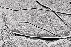Winter Botanical Photography Prints: Branches in the snow