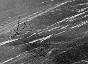 Winter Botanical Photography Prints: Branches of a tree in the snow