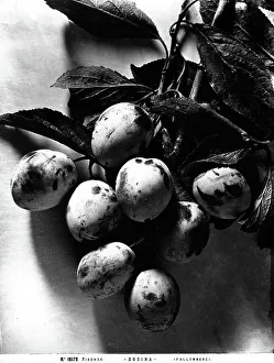 Plum Fruit Prints: Bunch of plums