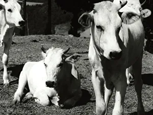 Animal Husbandry Images Prints: Calves
