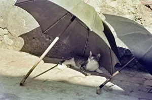 Vintage Cat Images Prints: Cat under an umbrella