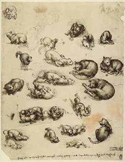 Cats, lions and dragons, pen drawing on white paper turned yellow by Leonardo da Vinci and preserved at the Royal Library of Windsor