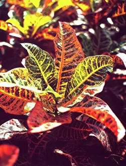 Botanical Garden Plants Prints: Codiaeum plant