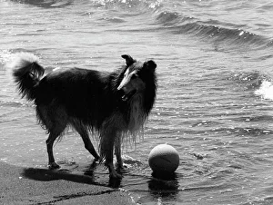 A collie on the beach