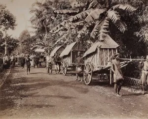 Vegetable Kingdom Elements Prints: Conveyors of the island of Java