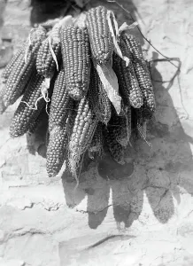 Maize Plant Prints: Corn cob, Tuscany